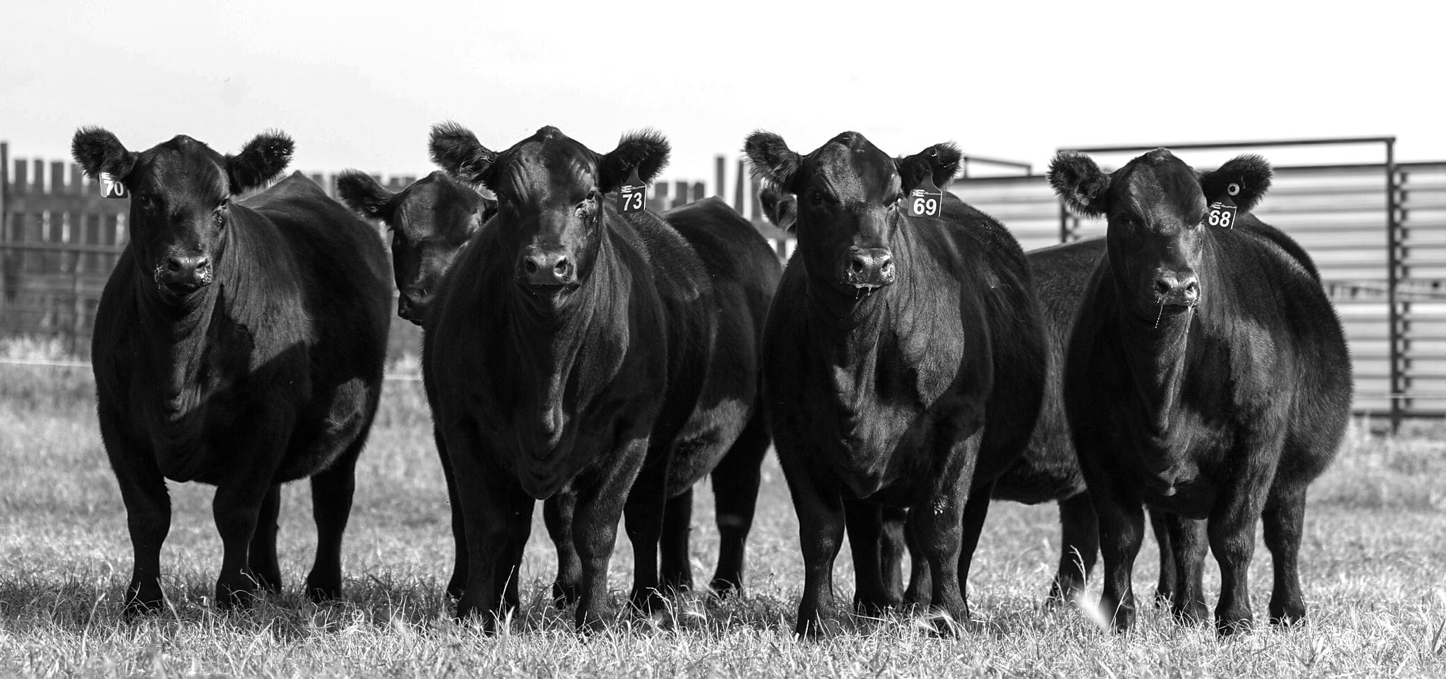2025 Evolution Sale Heifers