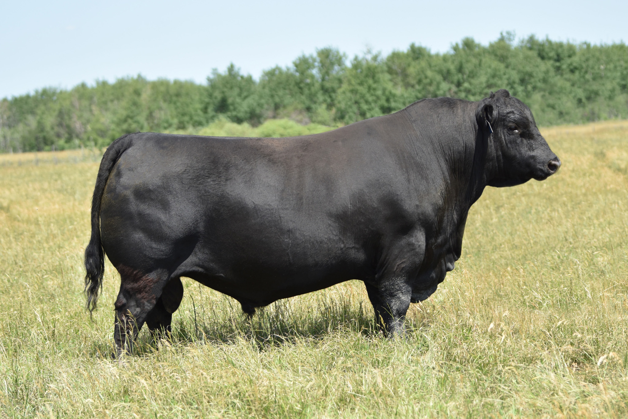 GREENWOOD FOUR MILE 47J