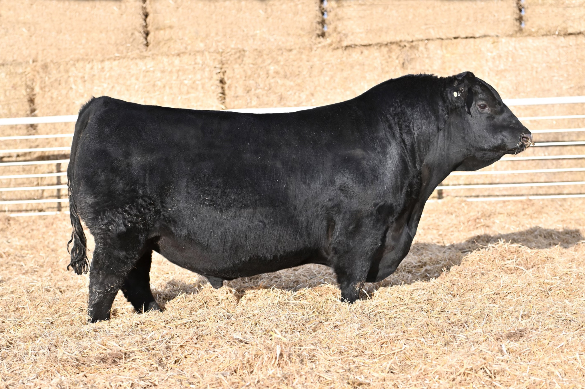 GREENWOOD GAME NIGHT JJP 74G