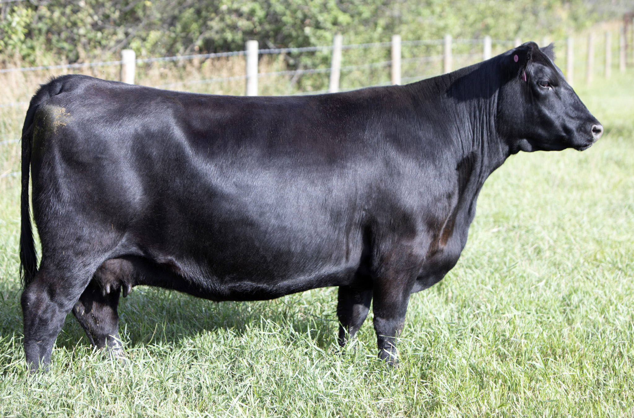 GREENWOOD ENVIOUS BLACKBIRD 96J