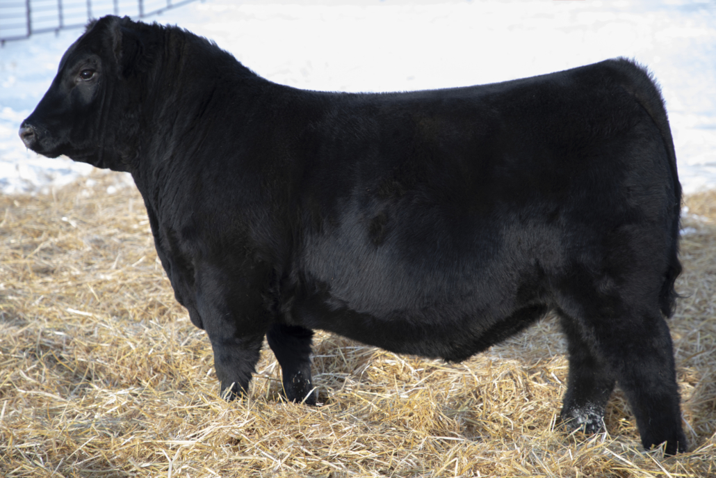 Resized 28Z son Greenwood Stand Alone 36M $77,500 sold Brooking Angus