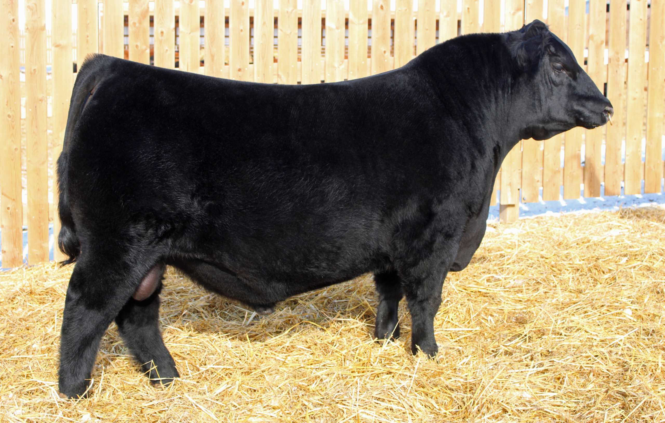 GREENWOOD GUNSLINGER JJP 73G