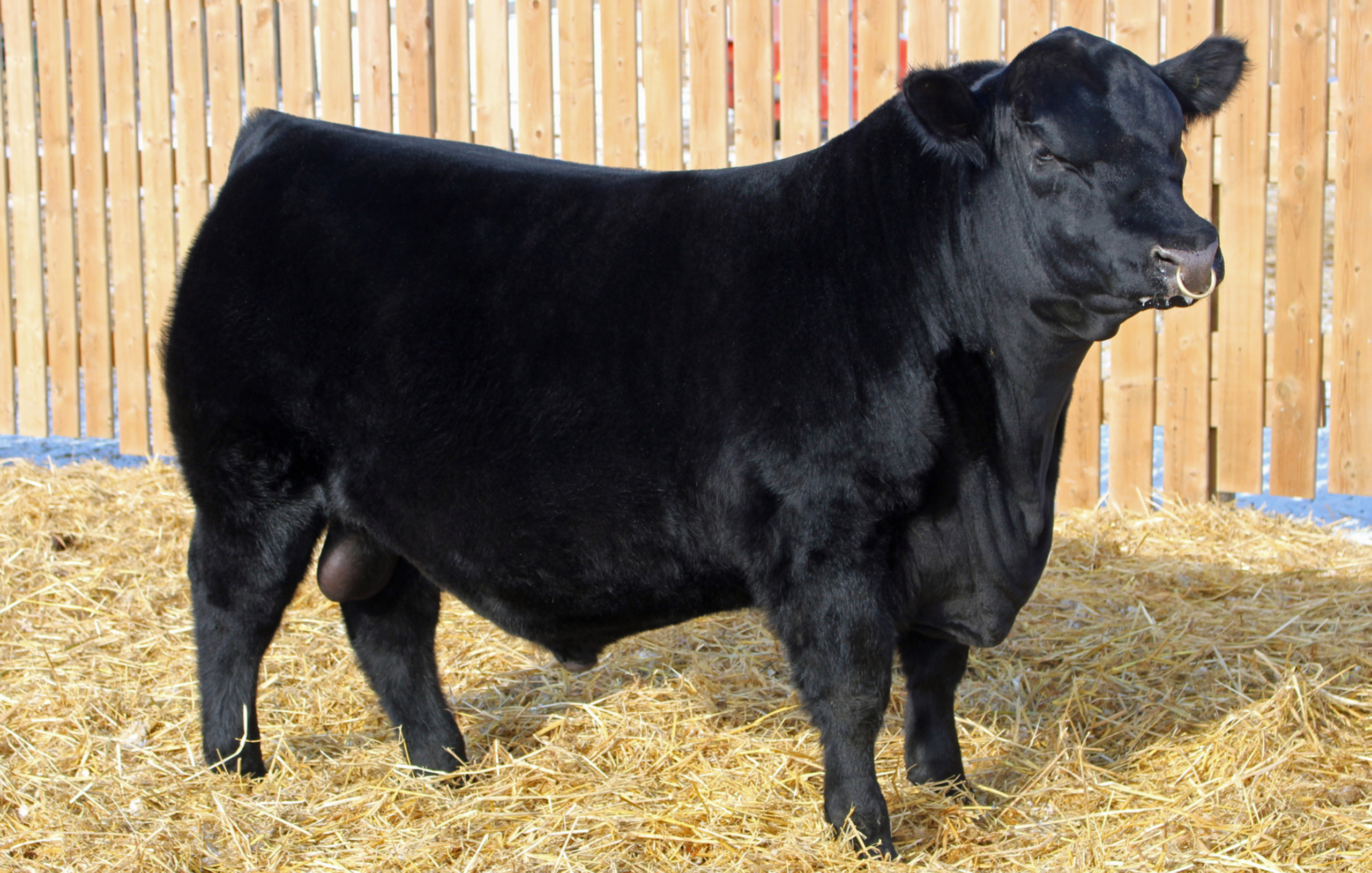 GREENWOOD GUNSLINGER JJP 73G