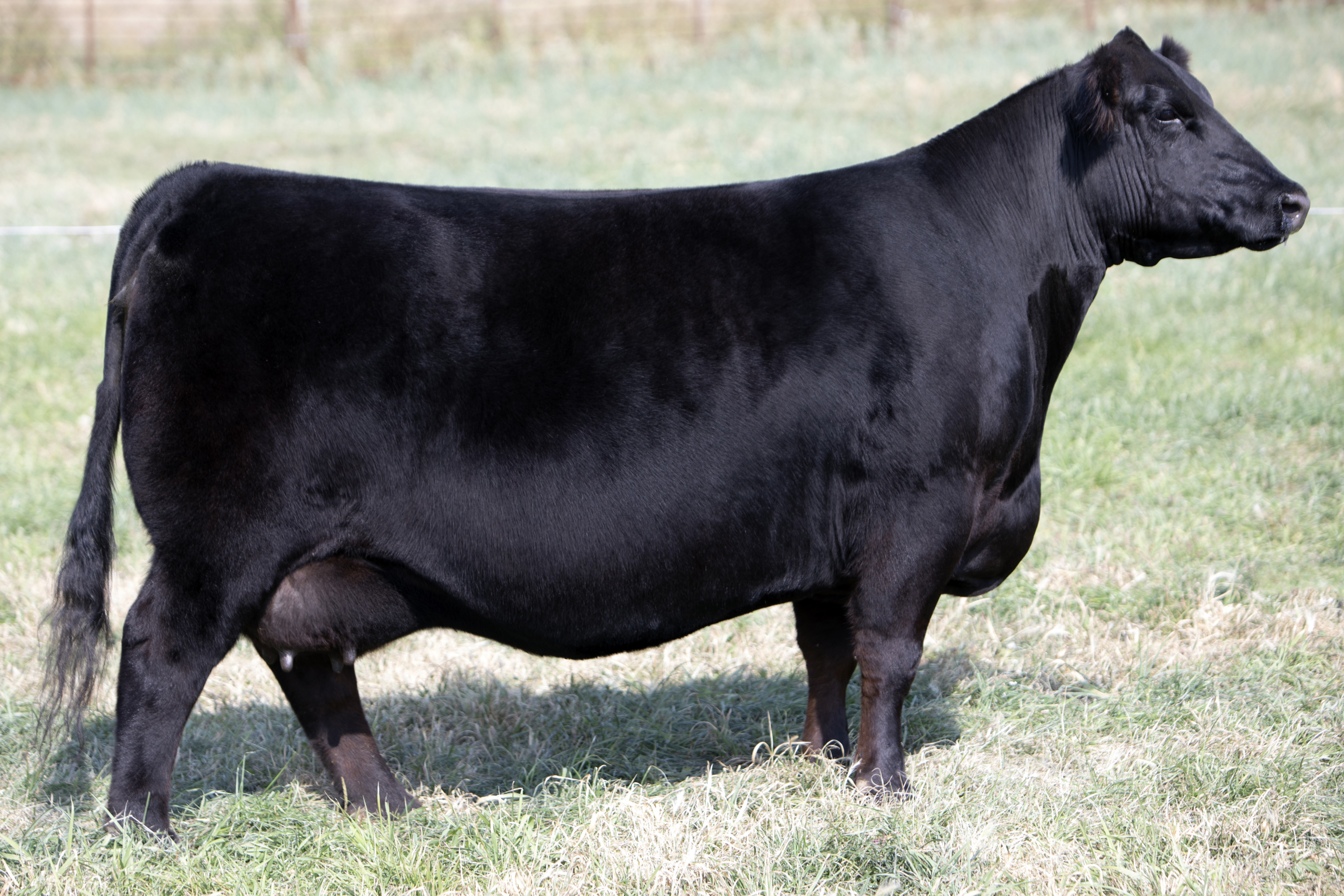 GREENWOOD TIBBIE JJP 75G GREENWOOD TIBBIE JJP 75G