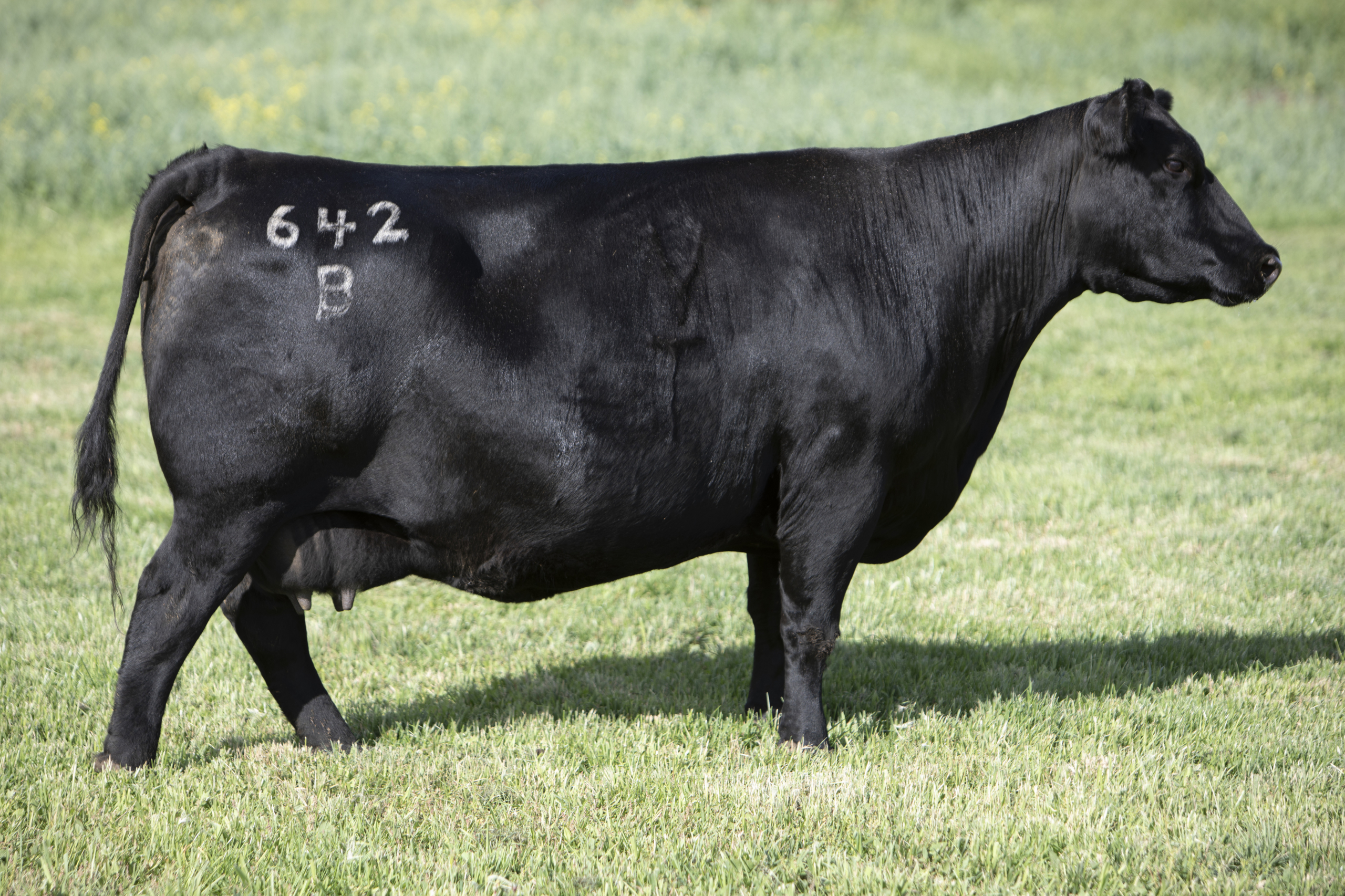 VEE TEE BLKCAP 642B VEE TEE BLKCAP 642B